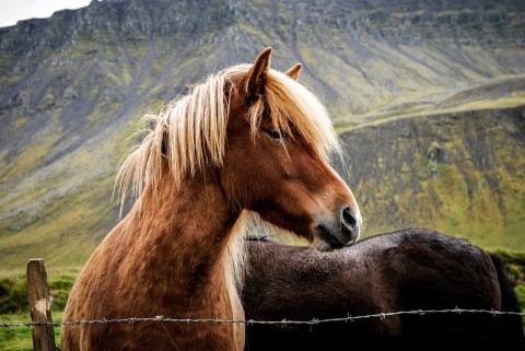 animal-animal-photography-barb-wires-cavalry-614505